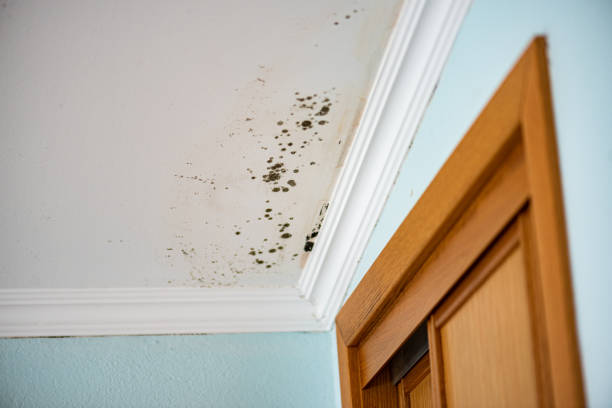 Mold Removal Process in Fayetteville, TN