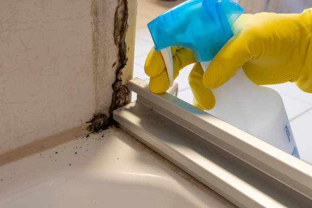 Trusted Fayetteville, TN Mold Removal Experts