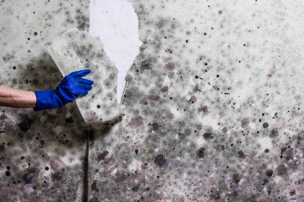 Best Mold Removal Process  in Fayetteville, TN